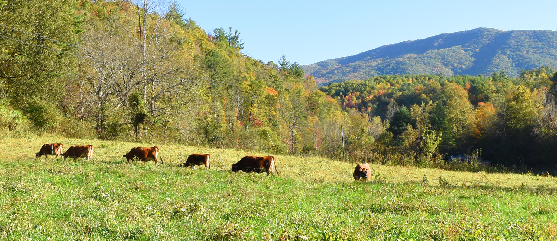 cows grazing-autumn-mountain-edited