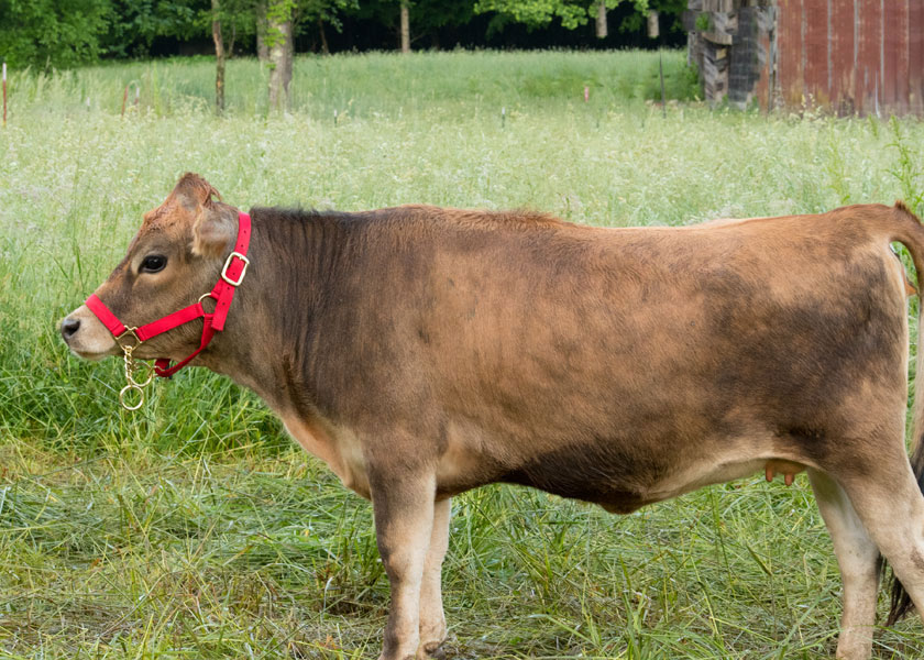 Edenmini jersey heifer, Eden, in pasture