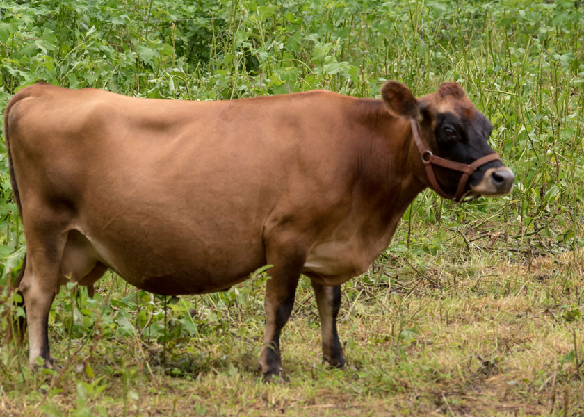 mini jersey cow, Molly, in pasture