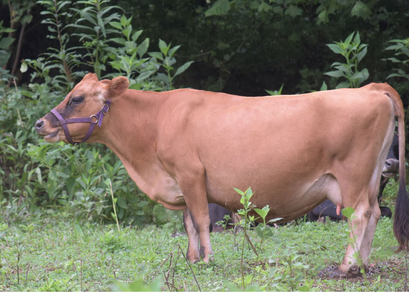 mini jersey cow, Gingersnap, in pasture